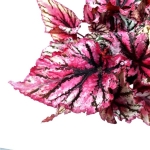 Begonia Lambada XL