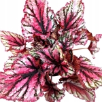 Begonia Lambada XL