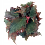 Begonia Black Velour XL - przykładowa sadzonka