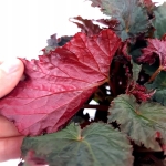 Begonia Black Velour XL - przykładowa sadzonka