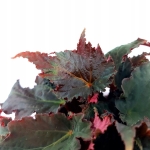 Begonia Black Velour XL - przykładowa sadzonka