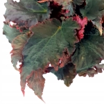 Begonia Black Velour XL - przykładowa sadzonka