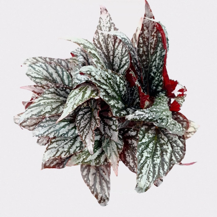 Begonia Jolly Sil - XL