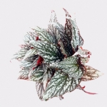 Begonia Jolly Sil - XL