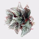 Begonia Jolly Sil - XL