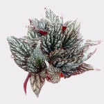 Begonia Jolly Sil - XL