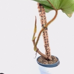 Palik ze sphagnum