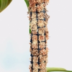 Palik ze sphagnum