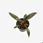 Philodendron Autumn - S