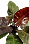 Philodendron Autumn - dorosła roślina