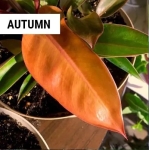 Philodendron Autumn - dorosła roślina