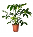Philodendron goeldii (green wonder) - dorosła roślina