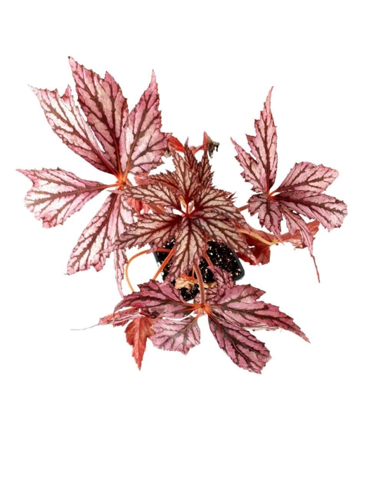 Begonia supernova - XL - przykładowa sadzonka