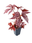 Begonia supernova - XL - przykładowa sadzonka