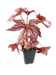 Begonia supernova - XL - przykładowa sadzonka