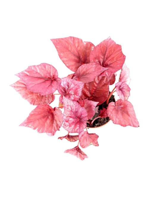 Begonia Inca Flame - M - przykładowa sadzonka