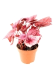Begonia Inca Flame - M - przykładowa sadzonka