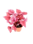 Begonia Inca Flame - M - przykładowa sadzonka