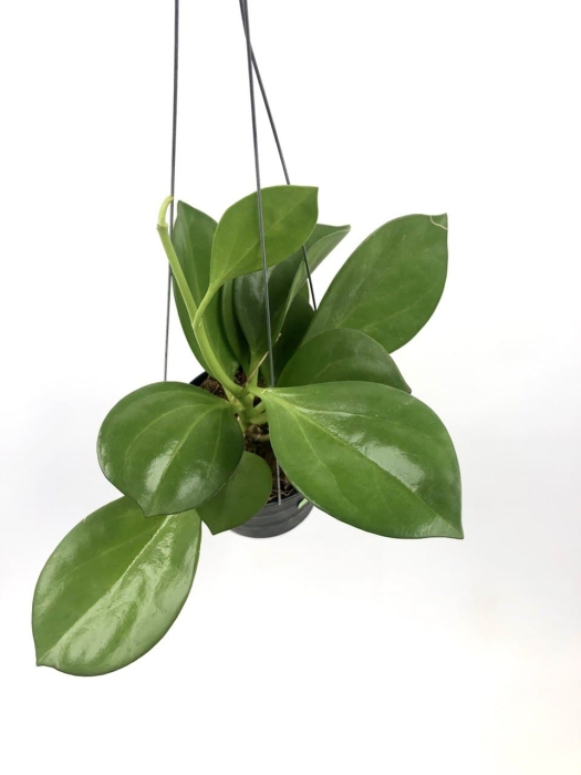Hoya pachyclada pink M