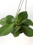 Hoya pachyclada pink M