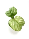 Calathea orbifolia S