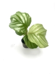 Calathea orbifolia S