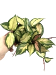 Hoya carnosa tricolor M