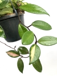 Hoya carnosa tricolor M