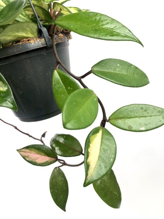 Hoya carnosa tricolor M