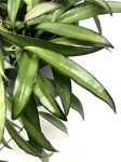 Hoya wayetii