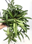 Hoya wayetii