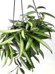 Hoya wayetii