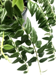 Hoya bella - cięty węzeł
