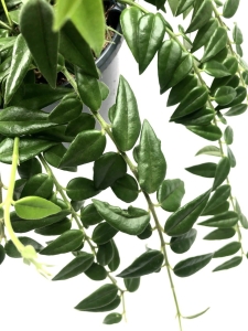 Hoya bella