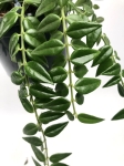 Hoya bella L