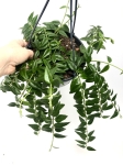 Hoya bella L