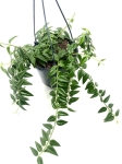 Hoya bella L