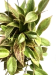 Hoya sunrise M