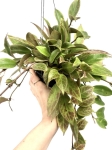 Hoya sunrise M