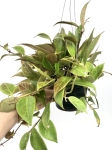 Hoya sunrise M