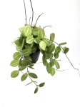 Dischidia Melon M