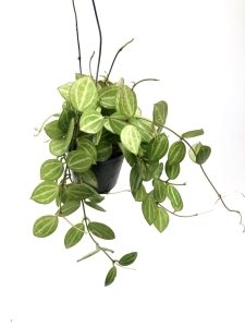 Dischidia Melon