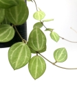 Dischidia Melon - liście