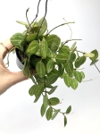 Dischidia Melon M