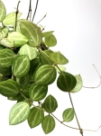 Dischidia Melon M