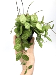 Dischidia Melon M