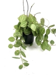 Dischidia Melon M