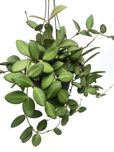 Hoya  ds70 M