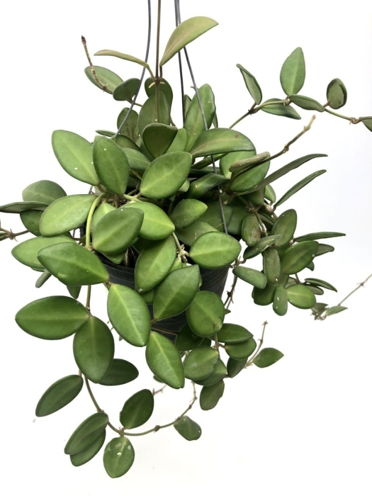Hoya  ds70 M