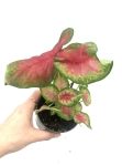 Caladium 'Rosebud' S